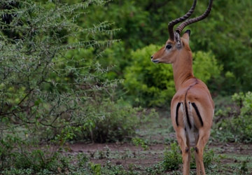 Arusha Day Tour