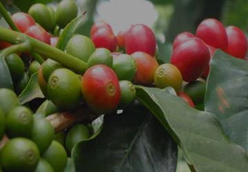 Kilimanjaro Coffee Tour