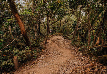 Day Trip on Mt.Kilimanjaro